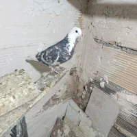 کبوتر شازده خال قدیم در فرون اباد|پرنده|پاکدشت, پاکدشت (مامازند)|دیوار