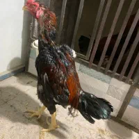 خروس لاری تاج مهر|حیوانات مزرعه|تهران, شکوفه (عبدل آباد)|دیوار