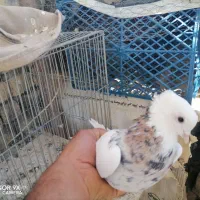 کبوتر طوقی و زاغ