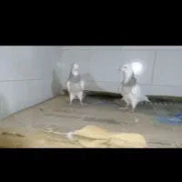 طو.قی هفرنگ.سبز دم سفید کاکلی