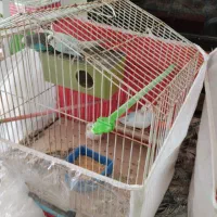 عروس هلندی مرغ عشق فنچ تخم جوجه|پرنده|چناران, |دیوار