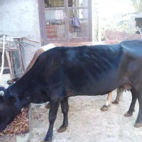 گاو فروشی یا معاوضه  راور