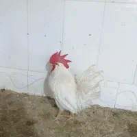 خروس سفید