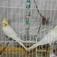 عروس هلندی|پرنده|شیراز, نصرآباد|دیوار