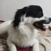 سگم تو بهبهان گم شده|حیوانات|بندر امام خمینی, |دیوار