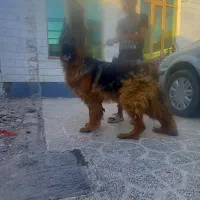 واگذاری سگ ژرمن شپرت