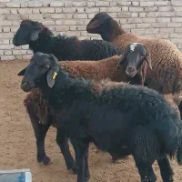 بره قوچ همو قزل افشار و قره قزل