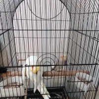 جفت عروس هلندی شما قیمت معین کنید