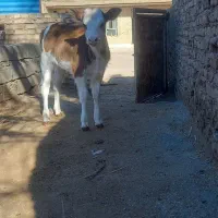 سوسنگرد جلالیه