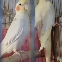 جفت عروس هلندی لوتینو