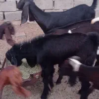 کهره نر و بز چاق