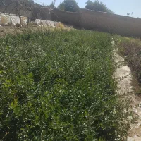 انواع گل  رز زرشک پیری کانتا|گل و گیاه طبیعی|الیگودرز, |دیوار