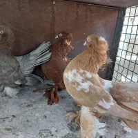 کبوتر یو|پرنده|تهران, سهروردی|دیوار