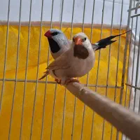 فنچ کرواتی و کینگ اخمو و زبرا رنگ عتیقه|پرنده|گلبهار, شهر جدید گلبهار|دیوار