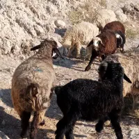 7 راس میش ترکی بره دار|حیوانات مزرعه|جره و بالاده, |دیوار