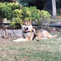 واگذاری سگ|سگ|رودهن, |دیوار