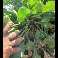 چغندر فروشی تحویل دامدار