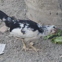 جوجه گلین
