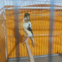 ماده قناری 2تا