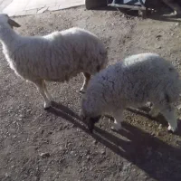 گوسفند