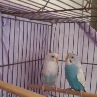 مرغ عشق با قفس