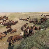 بره و گوسفند فروشی
