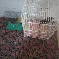 مرغ مینا