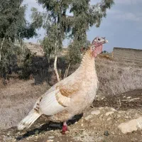 ۶ عدد بوقلمون برنز|حیوانات مزرعه|گنبد کاووس, |دیوار