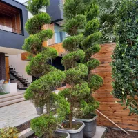 لاوسون پیچ سه عدد پر سه متر قدشون|گل و گیاه طبیعی|نشتارود, |دیوار