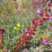 زمین باغ ویلا|فروش زمین و ملک کلنگی|رزن, |دیوار