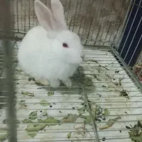 تعدادی بچه خرگوش