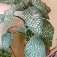 گل دفین باخیا|گل و گیاه طبیعی|ویلکیج, |دیوار