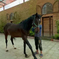 کره اسب نریان آگودتا دوسرخارجی ۳ساله و نیم|اسب و تجهیزات اسب‌سواری|شهریار, اسکمان|دیوار