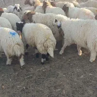 فروش64راس بره پایه پروار