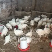 جوجه بوقلمون بیروتی