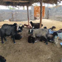 میش اصیل شال
