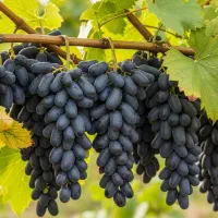 انگور موندراپ صادراتی ، سودآوری بالا و تضمینی|خدمات باغبانی و درختکاری|اصفهان, احمدآباد|دیوار