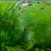آکواریوم گیاهی با ماهی