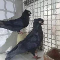 نر ماده ابادانی|پرنده|شاهین‌شهر, شهرک گلدیس|دیوار