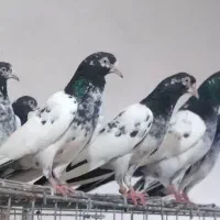 کبوترتیدی بلندپرواز|پرنده|تهران, کوی بیمه|دیوار