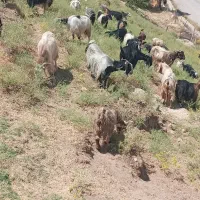 بزچاق کشتاری