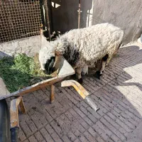 فروش بره|حیوانات مزرعه|خاش, |دیوار