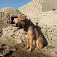 سگ سرابی|سگ|نیمروز, |دیوار