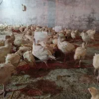 جوجه بوقلمون بیوتی6 فوق سنگین 43روزه ارسال رایگان|حیوانات مزرعه|مشهد, سازمان آب|دیوار