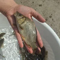 فروش ویژه بچه ماهی کپور
