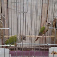 جفت گرینچیک