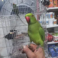 جوجه ملنگو نر فندق سخنگو رام دستی باهوش بازیگوش