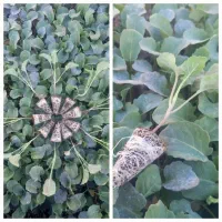 انواع نشا کاهو کلم کرفس