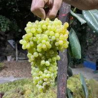 انگور برای دوشاب