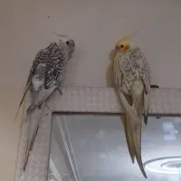 قبول واگذاری عروس هلندی